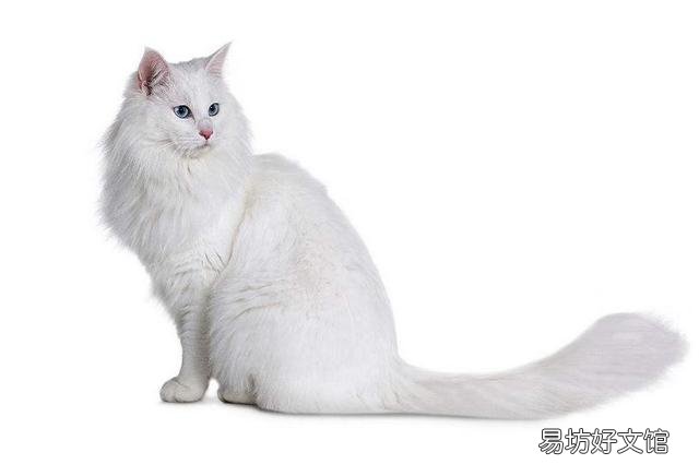 猫咪大全(猫咪大全介绍)