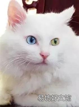 猫咪大全(猫咪大全介绍)