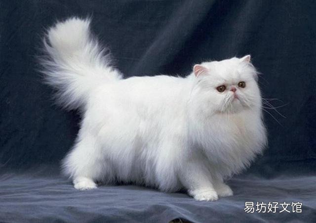 猫咪大全(猫咪大全介绍)