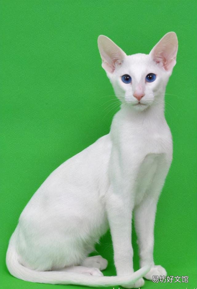 猫咪大全(猫咪大全介绍)