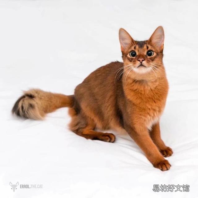 猫咪大全(猫咪大全介绍)