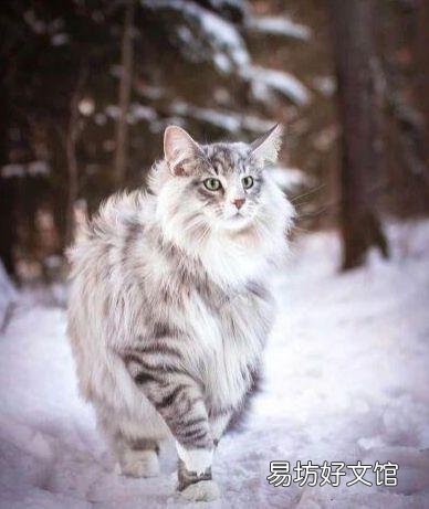 猫咪大全(猫咪大全介绍)