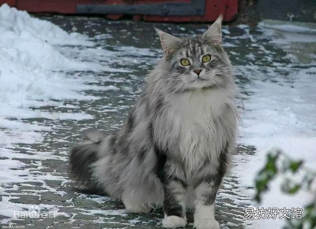 猫咪大全(猫咪大全介绍)
