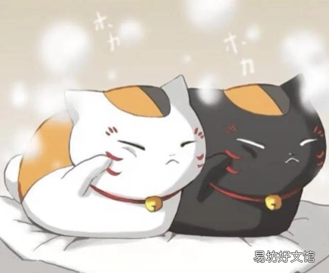 猫咪大全(猫咪大全介绍)