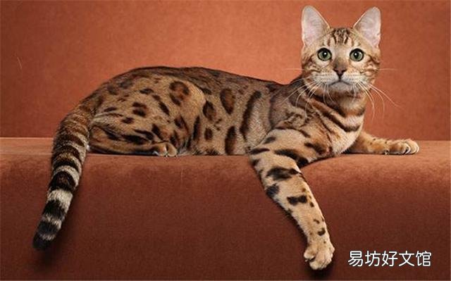 猫咪大全(猫咪大全介绍)