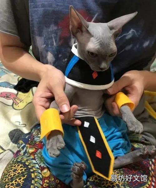 猫咪大全(猫咪大全介绍)