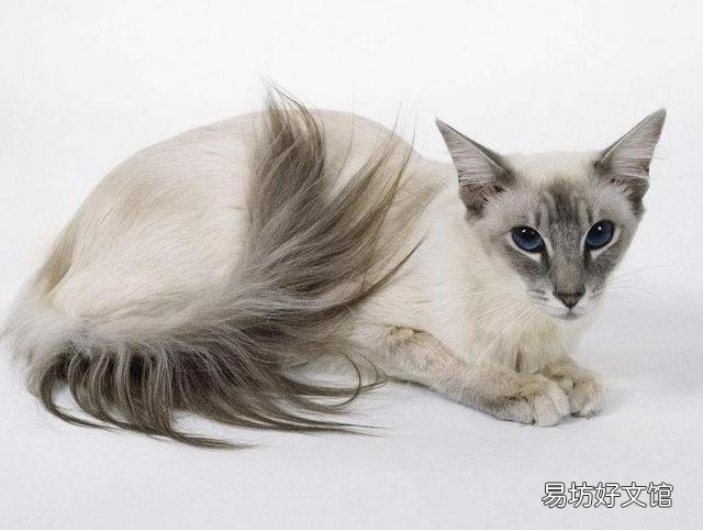 猫咪大全(猫咪大全介绍)