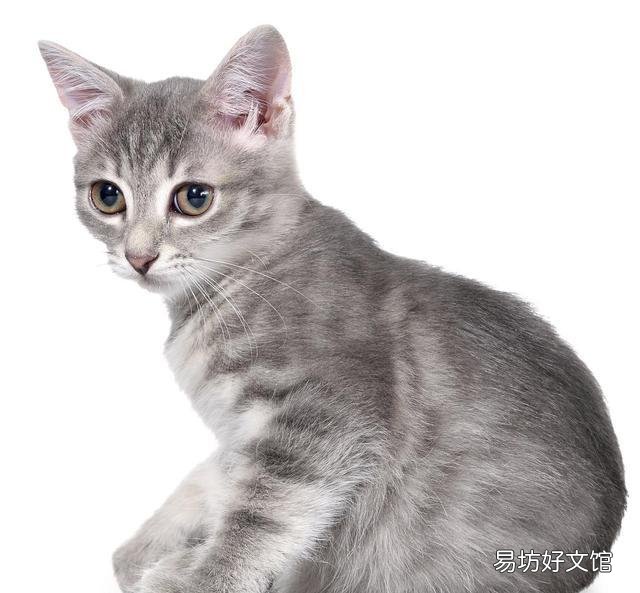 猫咪大全(猫咪大全介绍)