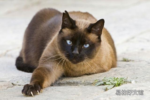 猫咪大全(猫咪大全介绍)