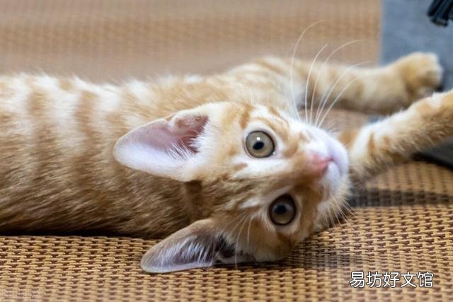 猫咪大全(猫咪大全介绍)