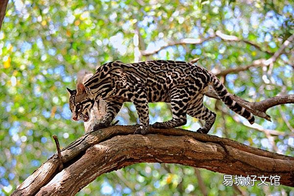 猫咪大全(猫咪大全介绍)