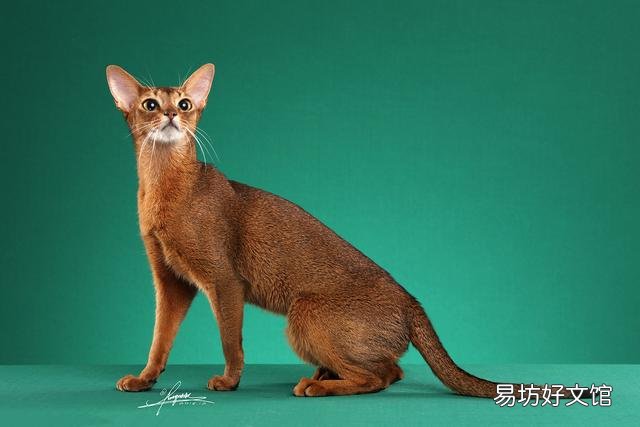 猫咪大全(猫咪大全介绍)