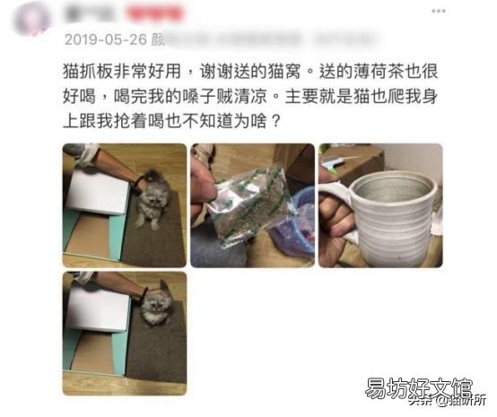 猫弓形虫吃什么驱虫药(猫弓形虫如何传染给人)