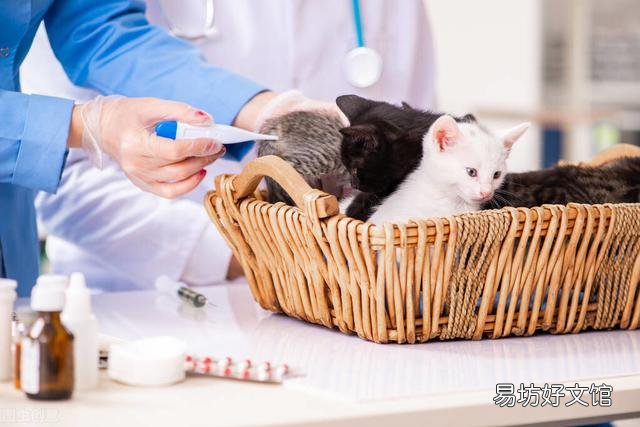 猫体温多少正常(猫体温怎么测)