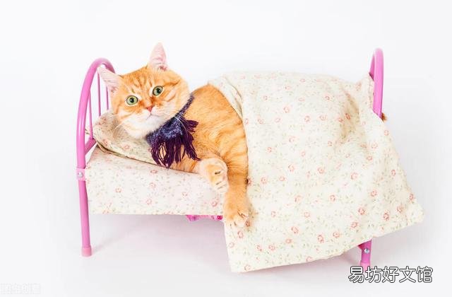 猫体温多少正常(猫体温怎么测)