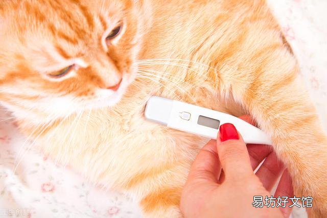 猫体温多少正常(猫体温怎么测)
