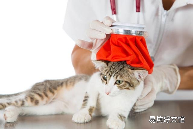 猫体温多少正常(猫体温怎么测)