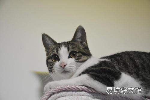 中华田园猫的品种(中华田园猫的品种介绍及图片)