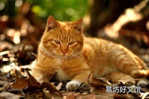中华田园猫的品种(中华田园猫的品种介绍及图片)