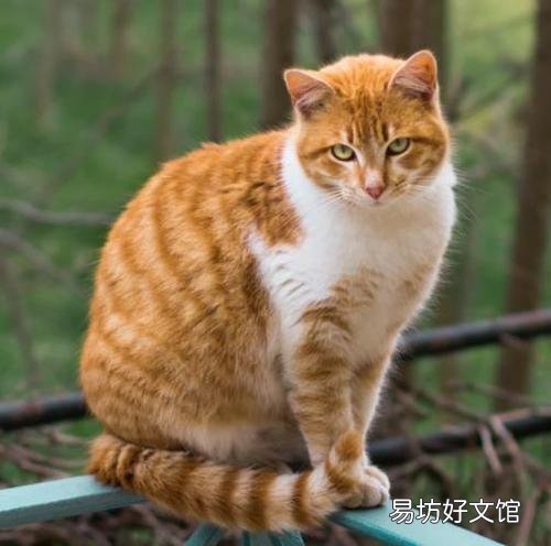 中华田园猫的品种(中华田园猫的品种介绍及图片)