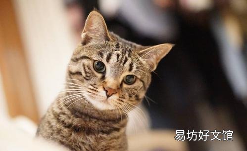 中华田园猫的品种(中华田园猫的品种介绍及图片)