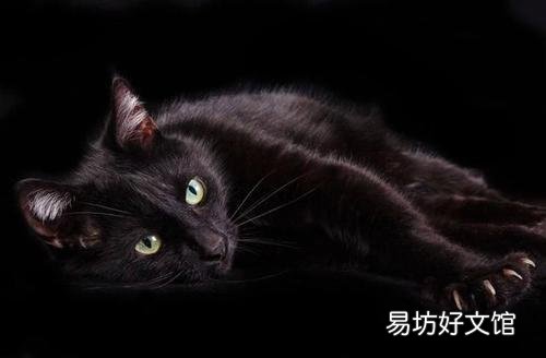 中华田园猫的品种(中华田园猫的品种介绍及图片)