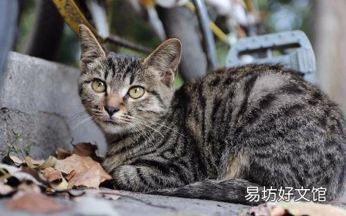 中华田园猫的品种(中华田园猫的品种介绍及图片)