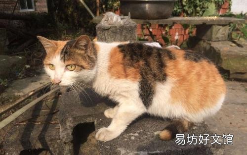 中华田园猫的品种(中华田园猫的品种介绍及图片)