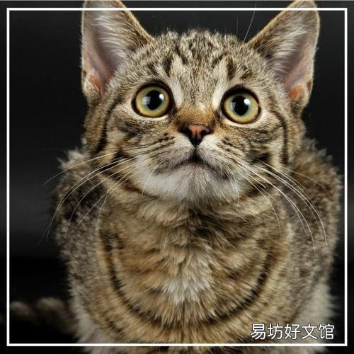 中华田园猫的品种(中华田园猫的品种介绍及图片)