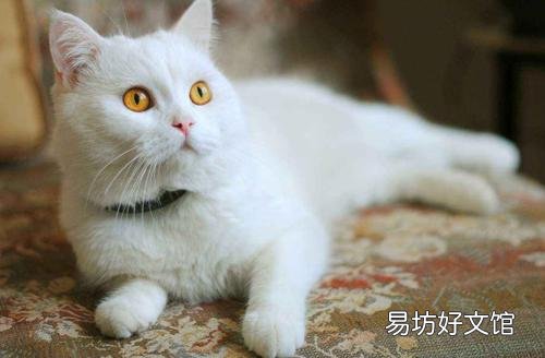 中华田园猫的品种(中华田园猫的品种介绍及图片)