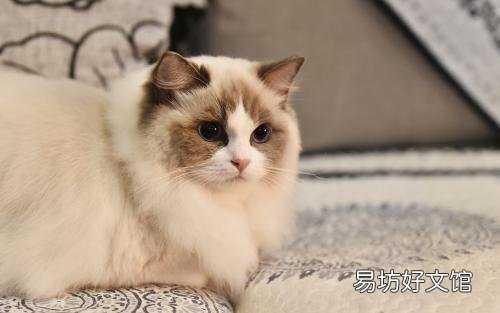 中华田园猫的品种(中华田园猫的品种介绍及图片)