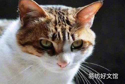 中华田园猫的品种(中华田园猫的品种介绍及图片)