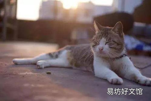 中华田园猫的品种(中华田园猫的品种介绍及图片)