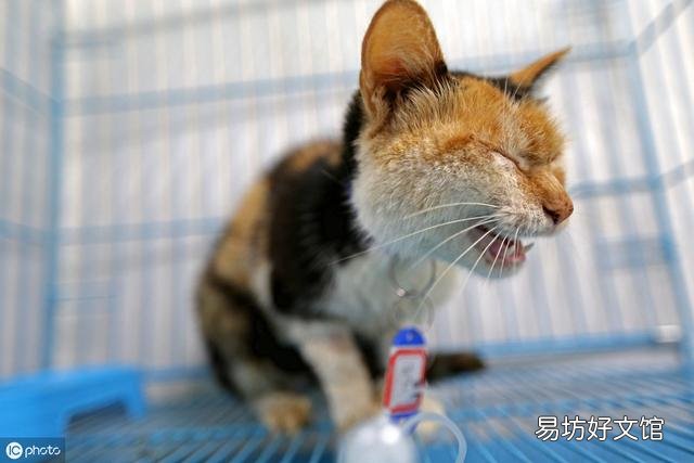 猫应激反应有哪些表现(猫应激反应怎么处理)