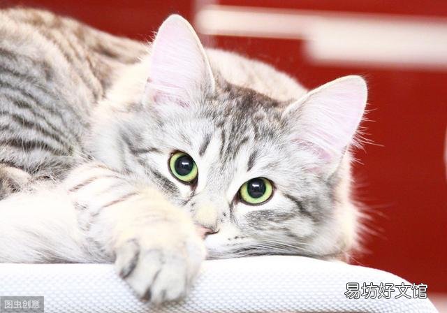 猫应激反应有哪些表现(猫应激反应怎么处理)