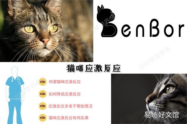 猫应激反应有哪些表现(猫应激反应怎么处理)