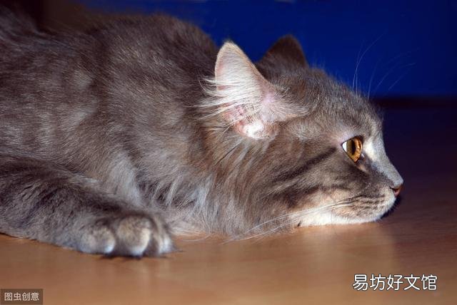 猫应激反应有哪些表现(猫应激反应怎么处理)