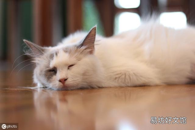 猫应激反应有哪些表现(猫应激反应怎么处理)
