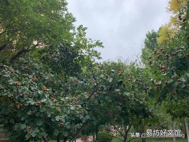 我孩子今年十九岁,去年没考上大学,今年也怕考不上。我想给他缴纳养老保险,可以吗?