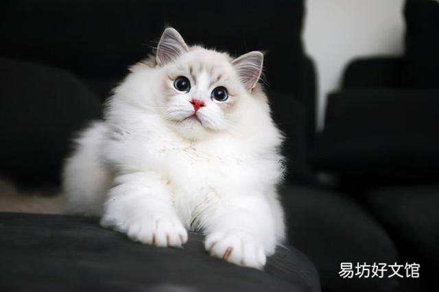 布偶猫寿命一般多少年(布偶猫寿命有几年)