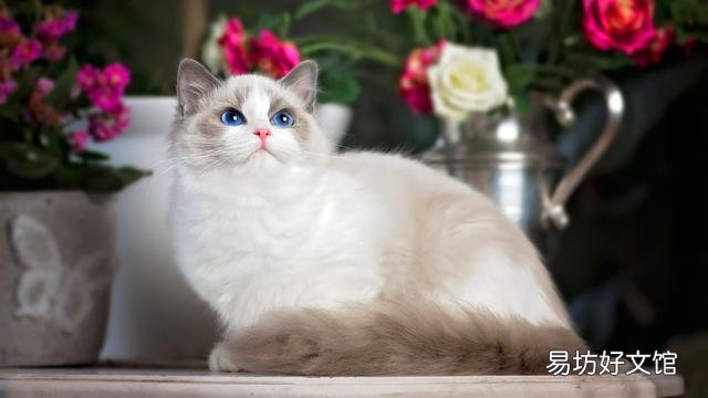 布偶猫寿命一般多少年(布偶猫寿命有几年)