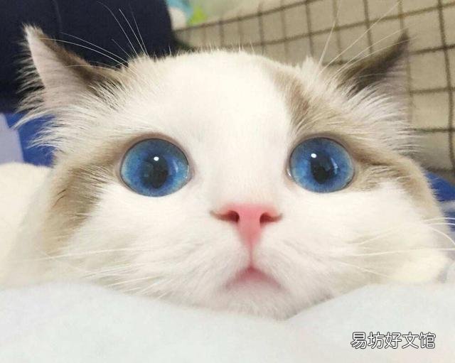 布偶猫寿命一般多少年(布偶猫寿命有几年)