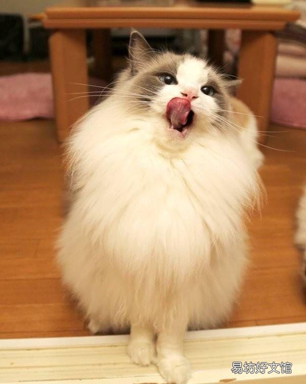 布偶猫寿命一般多少年(布偶猫寿命有几年)