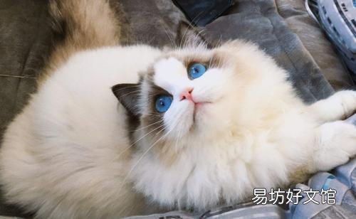布偶猫寿命一般多少年(布偶猫寿命有几年)
