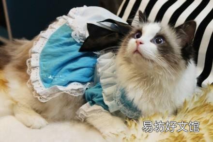 布偶猫寿命一般多少年(布偶猫寿命有几年)