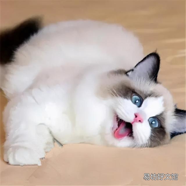 布偶猫寿命一般多少年(布偶猫寿命有几年)