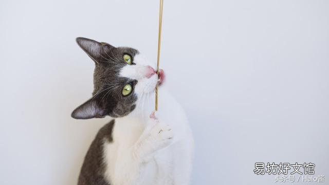 猫肺水肿是怎么引起的(猫肺水肿怎么治疗)