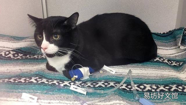 猫肺水肿是怎么引起的(猫肺水肿怎么治疗)
