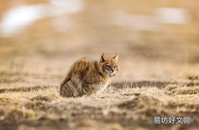 猫怕什么动物(体积大的动物)