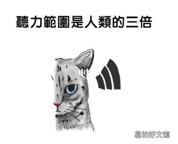 猫怕什么动物(体积大的动物)